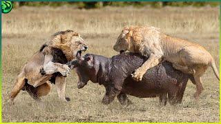 19 Insane Animal battles