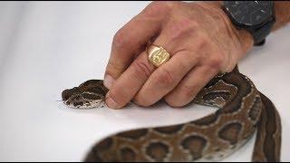 CQFD : Comment le venin d'un serpent peut tuer un homme?