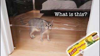 Abyssinian cats react to INVISIBLE CHALLENGE