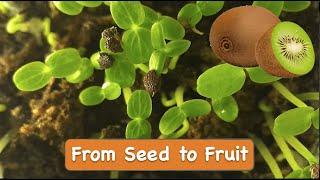 How to Grow Kiwi from Seed at Home