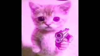 The CSGO cat edit