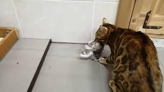 Бенчики сменили дом! Кошке это не понравилось! #bengalcat