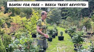 Bonsai for Free - Revisit of Beech Trees Project