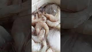 Udang segar #viralvideo #shorts #viralreels #viralshorts