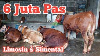 Review harga sapi Ekonomis hingga Super harga Limosin 6 juta pas