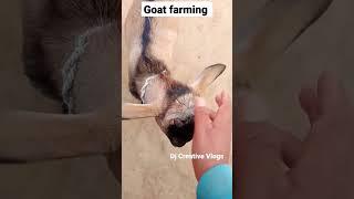 How to take care of goats?#homemade#goat#goatfarming#goats#viral#shorts