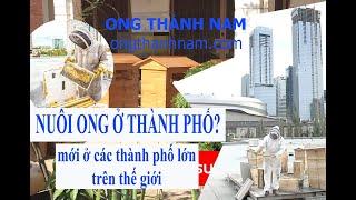 Nuôi ong ở thành phố như thế nào?