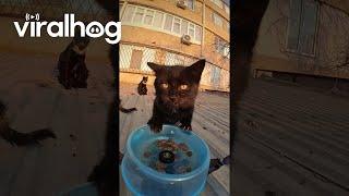 Drone Delivers Food To Rooftop Cats || ViralHog