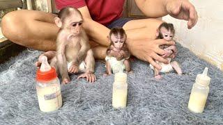 Three cute baby monkeys waiting for their father to make milk to drink - monkeys milk