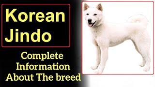 Korean Jindo. Pros and Cons, Price, How to choose, Facts, Care, History