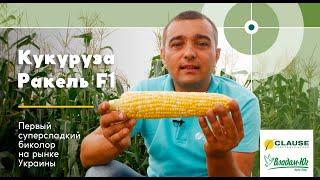 Первая суперсладкая биколор кукуруза на рынке Украины | Ракель F1 | Clause | Сергей Футей