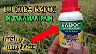 Insektisida RADOC efek dari obat tersebut terhadap Burung emprit Dan tikus di sawah