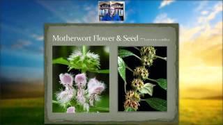 Protective heart Herb   Motherwort   Leonurus cardiaca