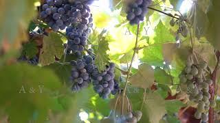 Bunches of ripe grapes against the background of the sun