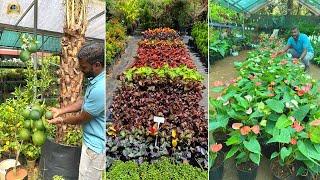 ഇനി എല്ലാ Fruits Plants ഉം Garden Plants ഉം ഈ ഒരു Nursery യിൽ നിന്നും ഏറ്റവും കുറഞ്ഞ വിലയിൽ വാങ്ങാം!