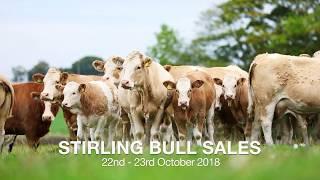 Simmental Bull Sale Advert