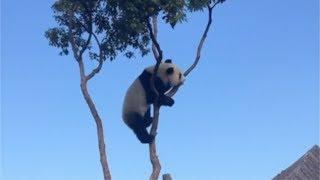 Funny Panda Clips | Panda Fails and Funny Moments | This Is China