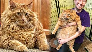 An Unusual Abandoned Cat Came Into Shelter And Amazed People With Its Size