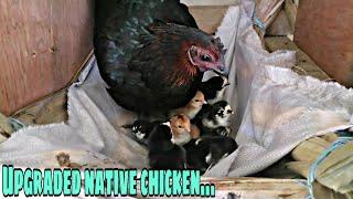 Free range chicken farming / First hatch ng ating UPGRADED NATIVE CHICKEN+UPDATE sa ating mga gulay