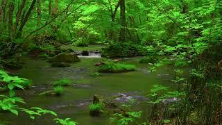 Green Valley Scenery, Birds Chirping, Babbling Stream, ASMR