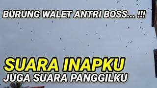 Sp Suara INAPKU juga suara PANGGILKU 1. suara inap walet berkualitas. Respon terbaik sepanjang masa