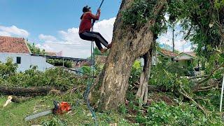 Skill & Guts… Cut down tall trees with large holes ‼️