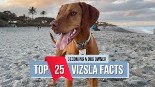 Everything You Need to Know About Vizslas
