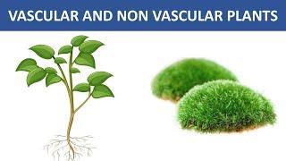 VASCULAR AND NON-VASCULAR PLANT || TYPES OF PLANT IN THE PLANT KINGDOM || SCIENCE VIDEOS FOR KIDS