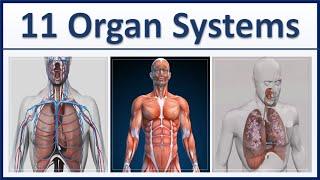 Human Organ Systems  Part 1 - 3D Animation - 11 major organ systems of the human body Explained