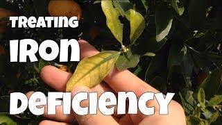 How to Identify & Treat Iron Deficiency in Your Plants
