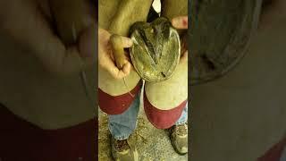 CurOST EQ Sole Therapy and Thoroughbred Hoof Soundness