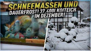 Oh mein Gott! Das letzte Video vom 37.400Liter Koiteich?