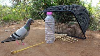 New Bird Trap Technique / Unique Bird Trap Using Motorcycle Basket And Plastic Bottle