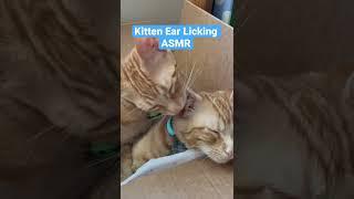 Kitten Ear Licking ASMR