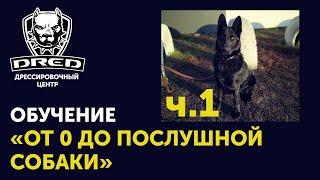 «От 0 до послушной собаки» ч.1 | Знакомство, первое занятие  | Черная немецкая овчарка Герда