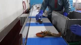 Cube Seafood - Basic Live Lobster Grader