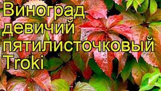 Виноград девичий пятилисточковый Troki. Краткий обзор, описание характеристик, где купить саженцы