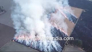 Parali or stubble burning in agricultural fields of Punjab - Major contributor to air pollution