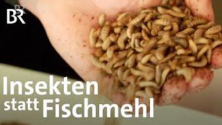 Zukunft der Fischzucht? Insekten statt Fischmehl als Futter | Schwaben + Altbayern | BR