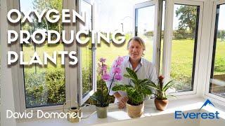 How to bring more oxygen into your home with plants