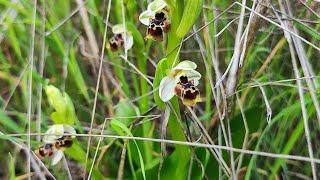 Дикие орхидеи в лесу Израиля #Ophrys