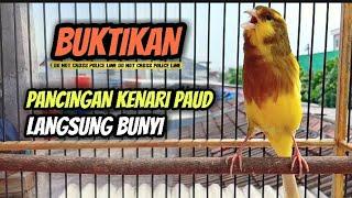 Pancingan Kenari Paud Agar Bunyi || Cocok Untuk Masteran Kenari Paud Belajar Bunyi