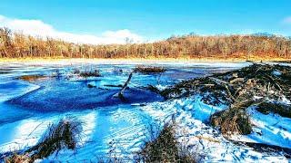 Double Lodges on This MASSIVE Beaver Colony (12 Beaver Caught)