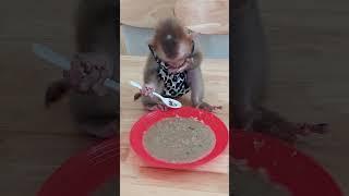 Very Smart Tiny Molly Use Spoon To Pork Porridge Himself #cute #animals #funny