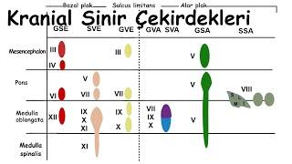 Kranial Sinirlerin Çekirdekleri (En Temel)