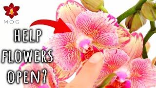 Myth or Truth #14 - Orchids need Epsom salt? You need to open buds manually? & more!