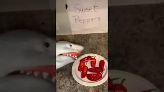 SHARK PUPPET EATS GHOST PEPPERS!!!!!