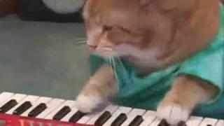 Play The Fake Off Keyboard Cat