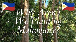 Why we Aren't Planting Mahogany