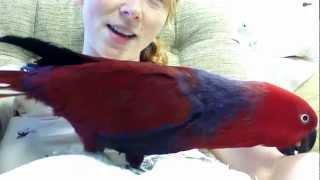 Talkative Eclectus